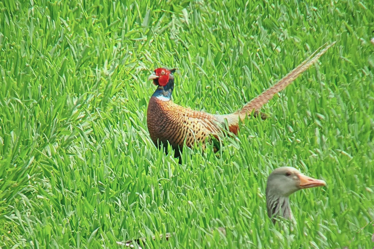 Ring-necked Pheasant - ML567211141