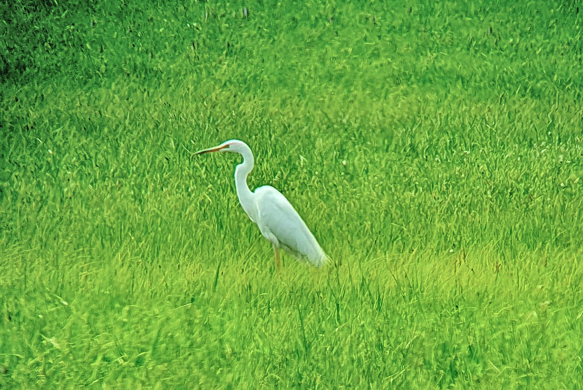 Great Egret - ML567211171