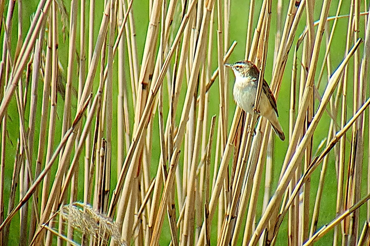 Sedge Warbler - ML567211251