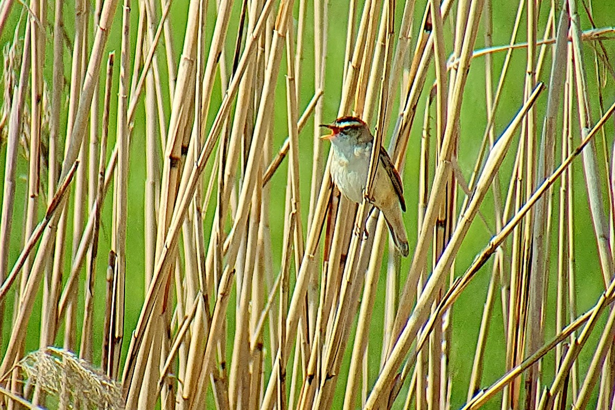 Sedge Warbler - ML567211261