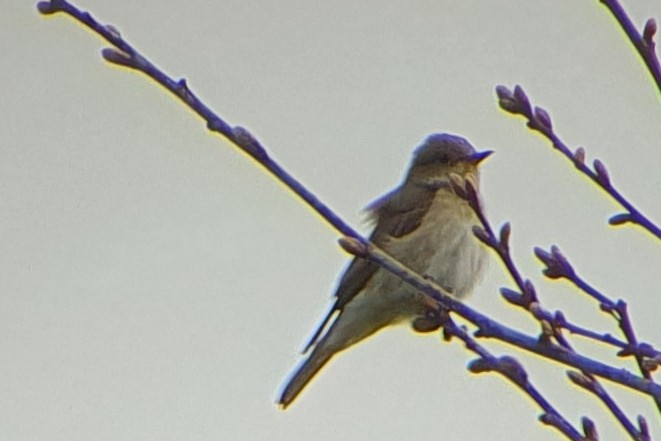 Spotted Flycatcher - ML567211311