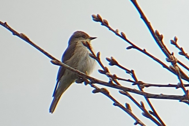 Spotted Flycatcher - ML567211321