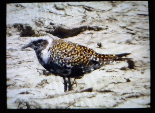 American Golden-Plover - ML567211521