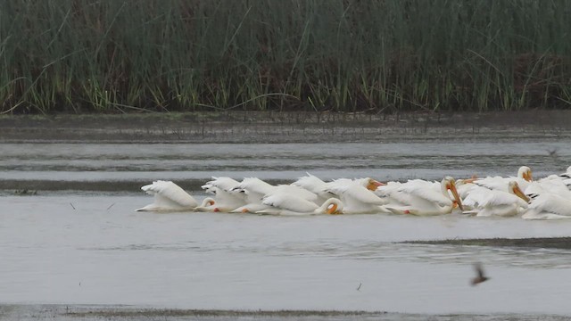 American White Pelican - ML567211661