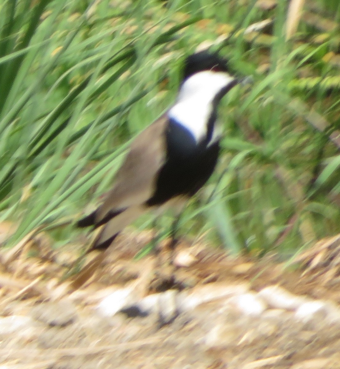Spur-winged Lapwing - ML567211771