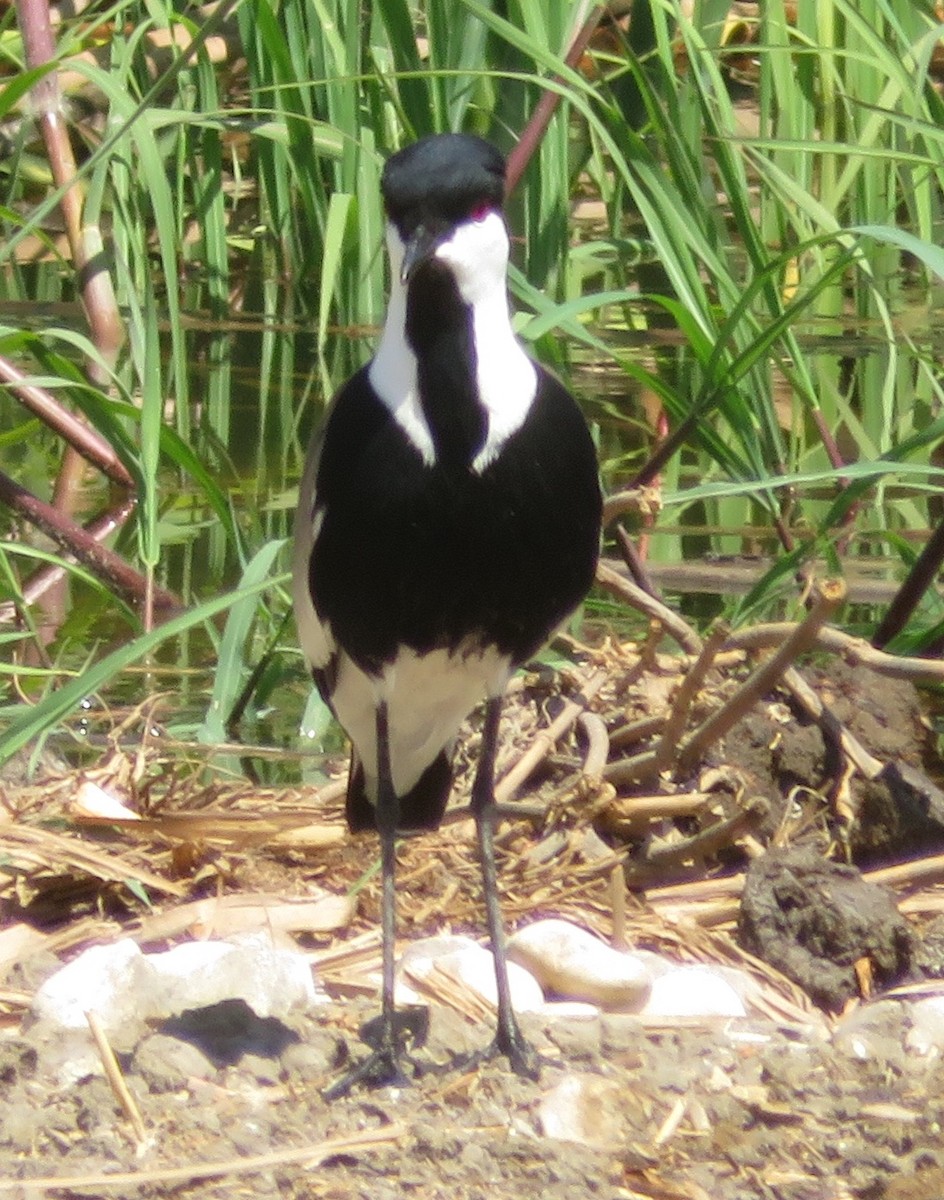 Spur-winged Lapwing - ML567211781