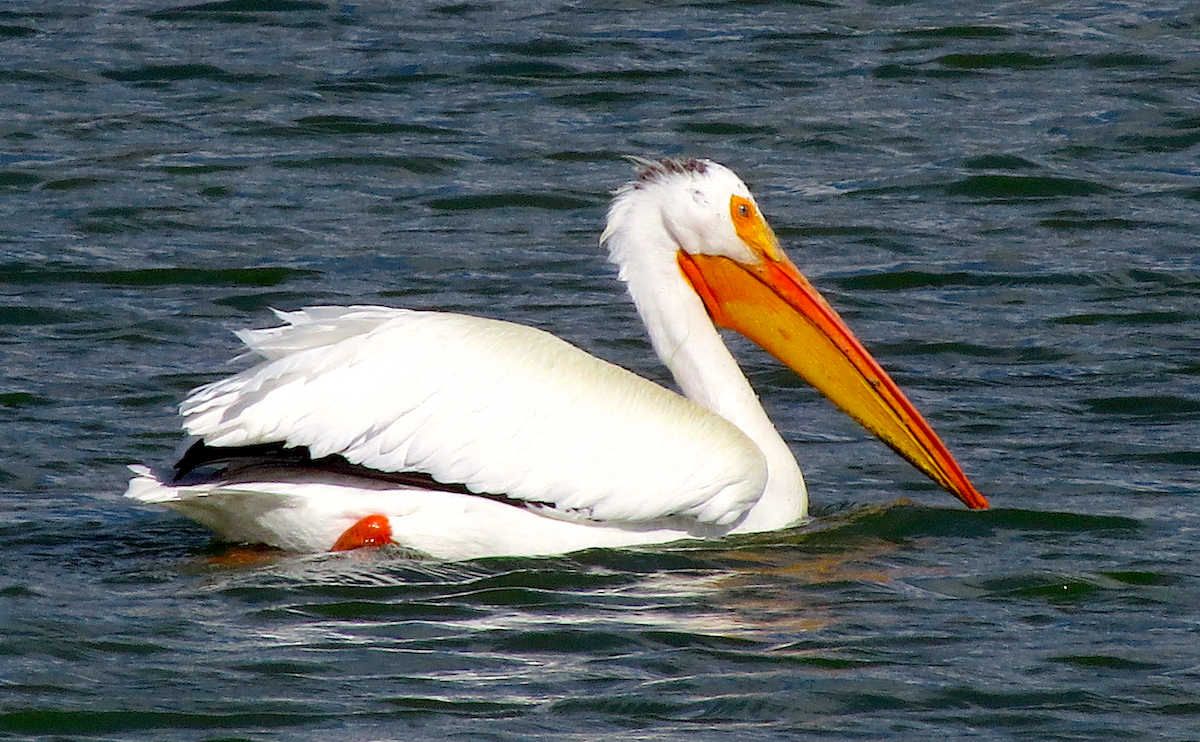 American White Pelican - Ted Floyd