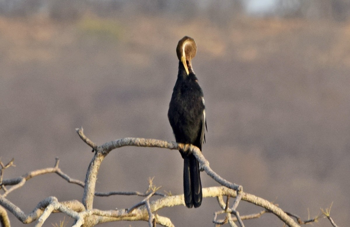 Anhinga Asiática - ML567212571