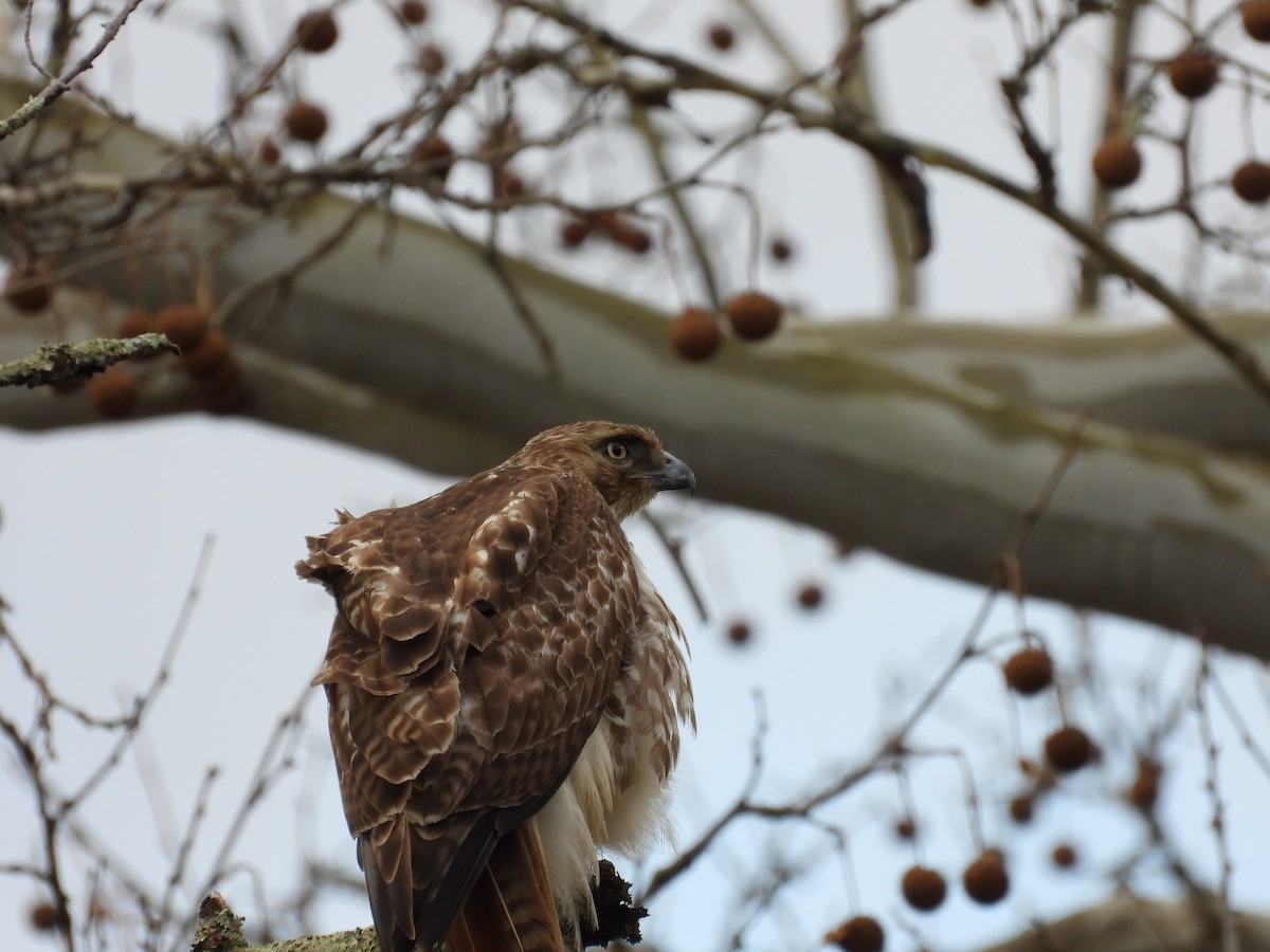 Red-tailed Hawk - ML567213151