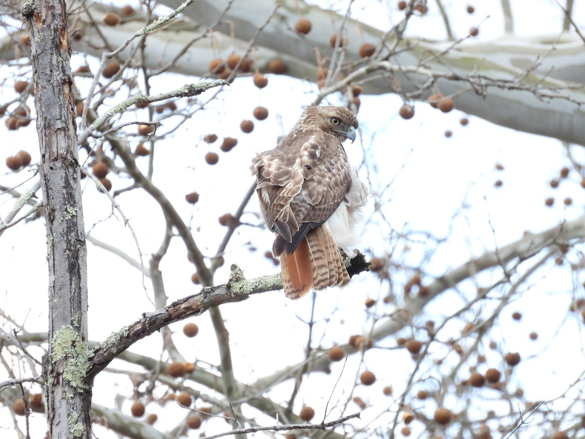 Red-tailed Hawk - ML567213231