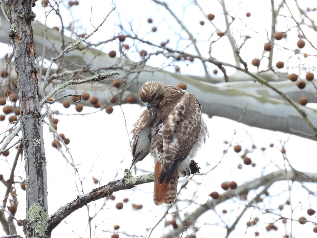 Red-tailed Hawk - ML567213321