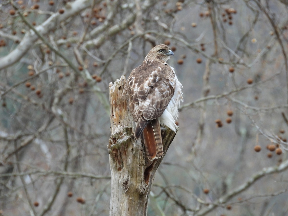Red-tailed Hawk - ML567213391