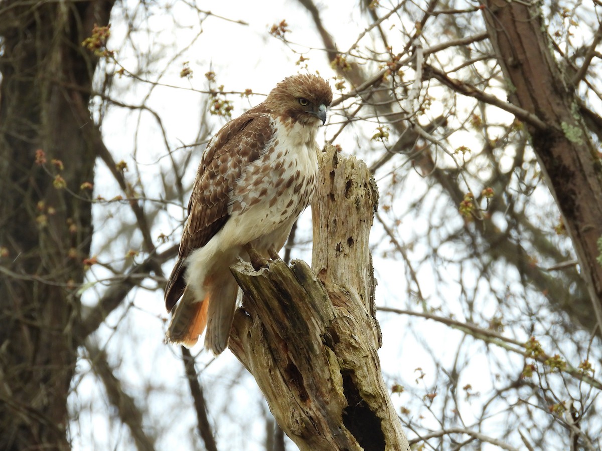 Red-tailed Hawk - ML567213651