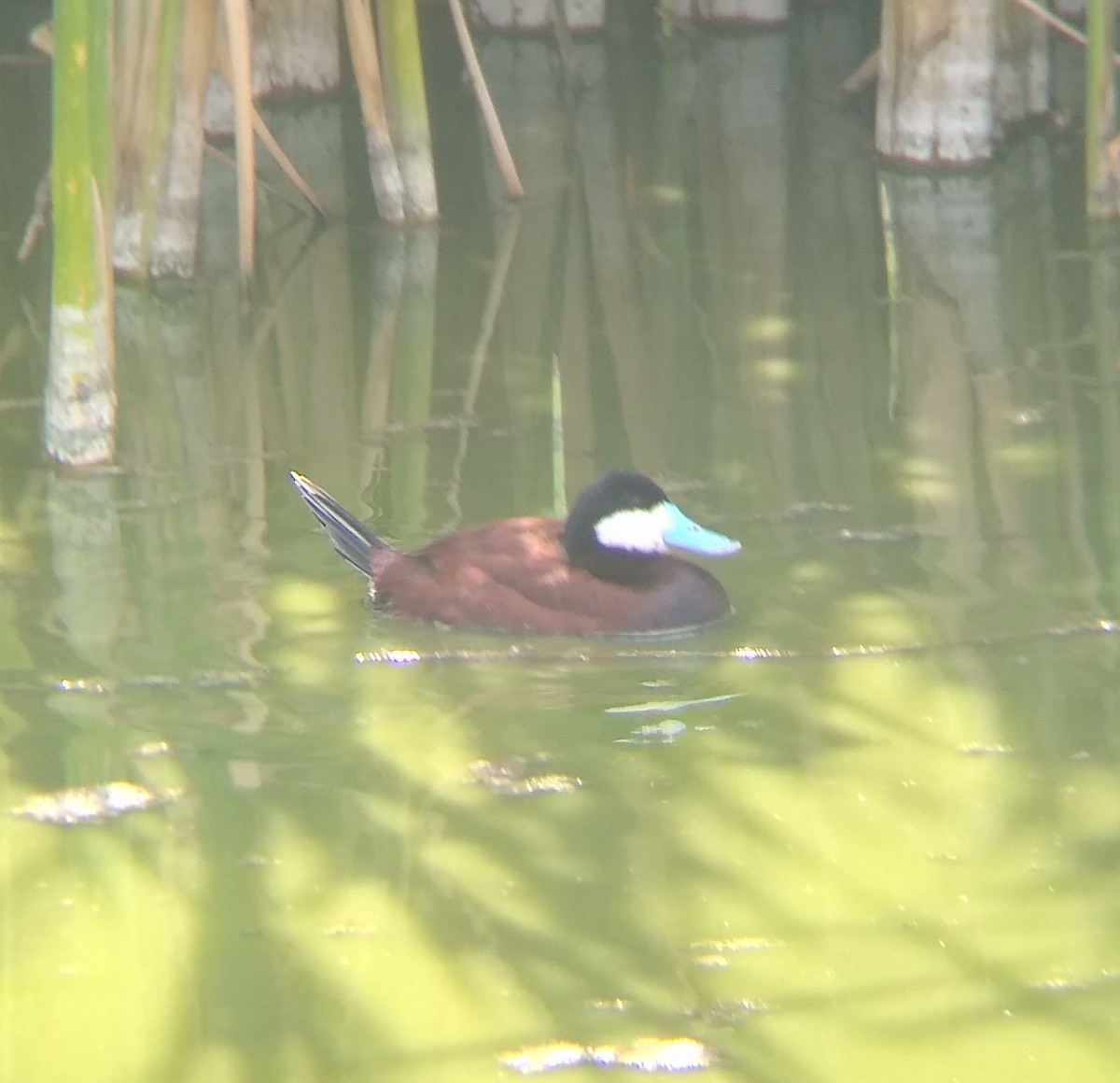 Ruddy Duck - ML567213691