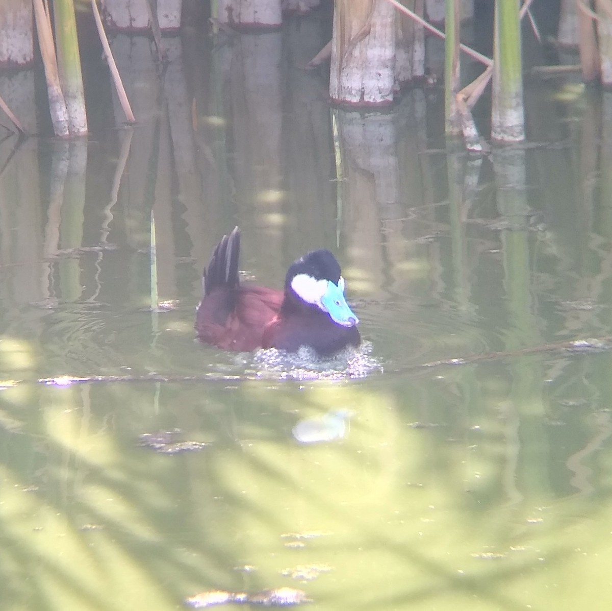 Ruddy Duck - ML567213701