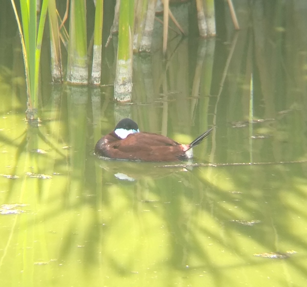 Ruddy Duck - ML567213711