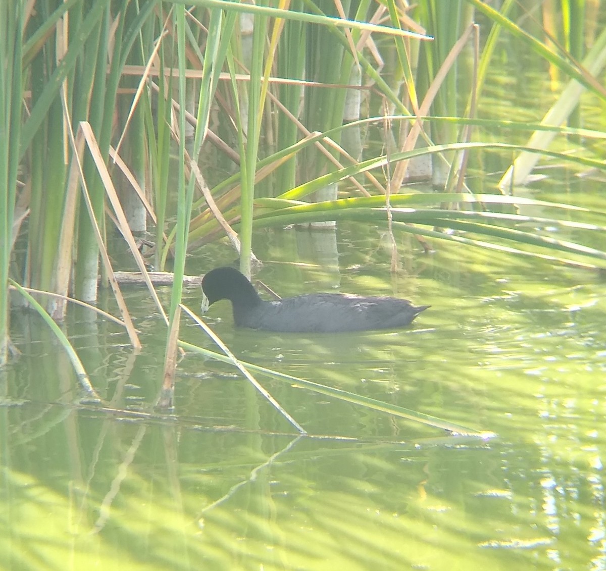 American Coot - Leo BASDEVANT MEJIA