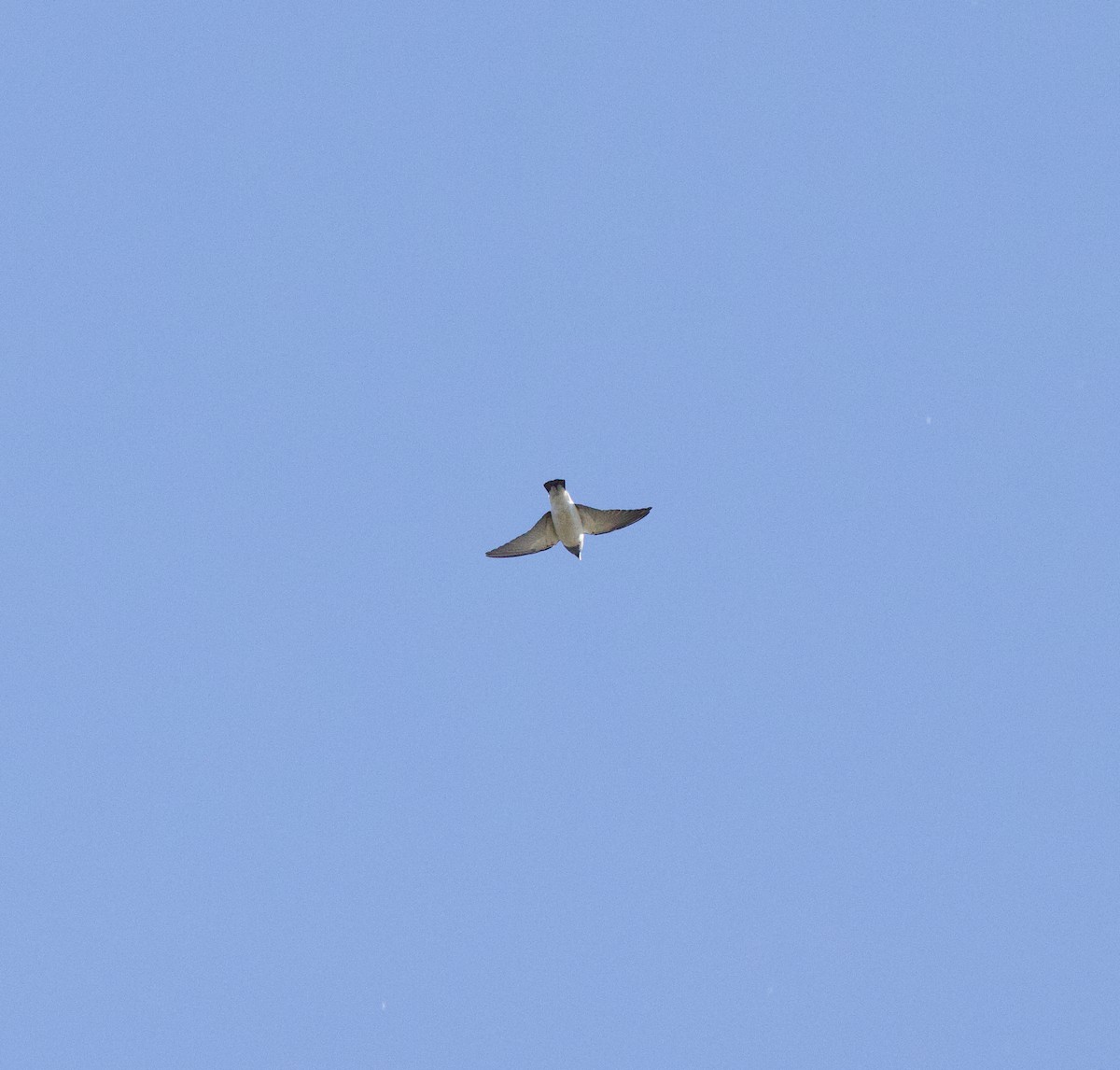 White-breasted Woodswallow - ML567214121