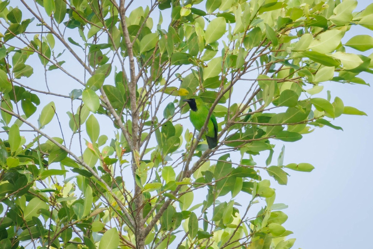 Lesser Green Leafbird - Bao Shen Yap