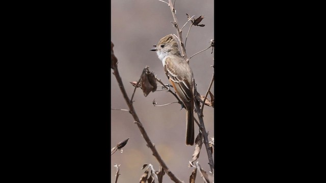 Nutting's Flycatcher - ML567216751