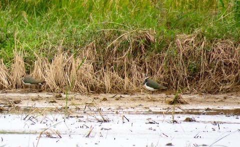 Northern Lapwing - ML567216811