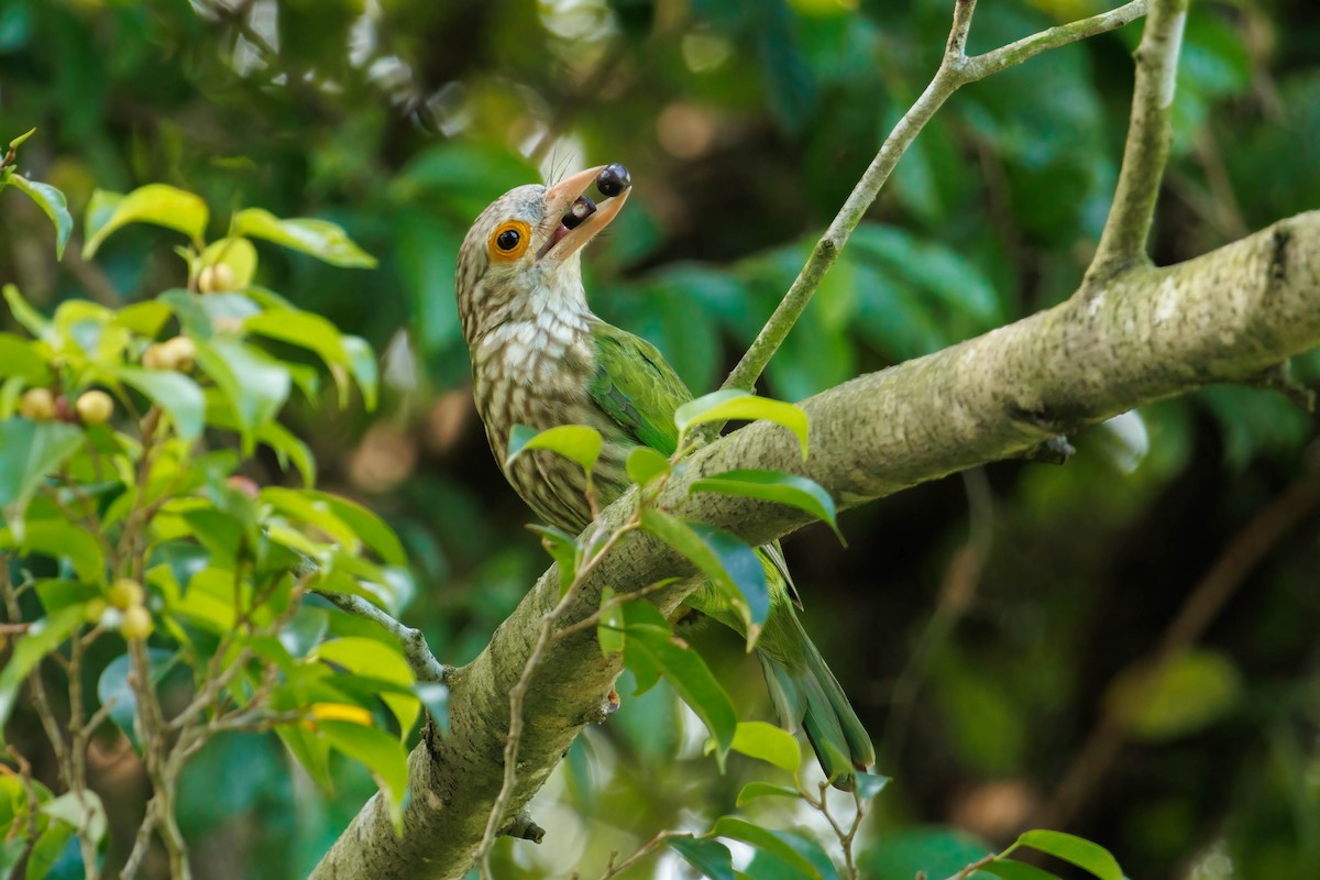 Lineated Barbet - ML567216911