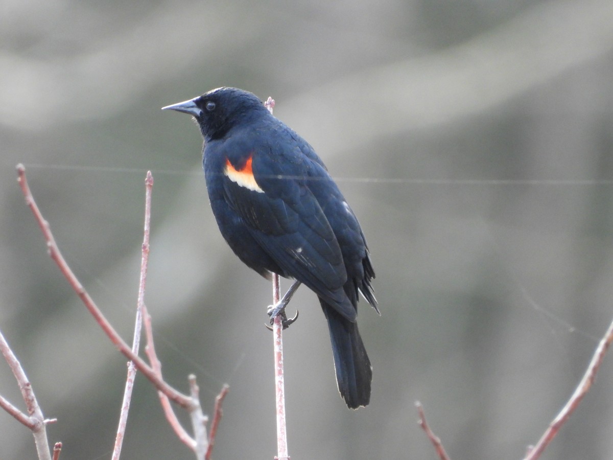 Red-winged Blackbird - Tristan Phillips