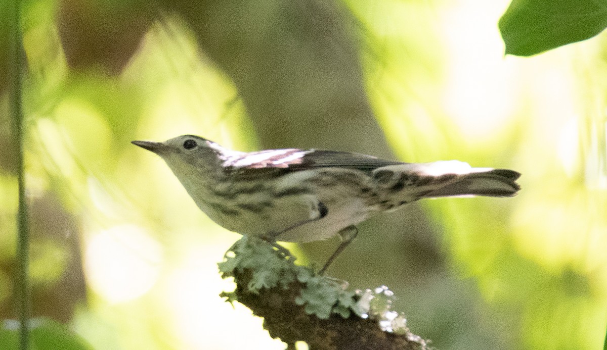 Black-and-white Warbler - ML567217121