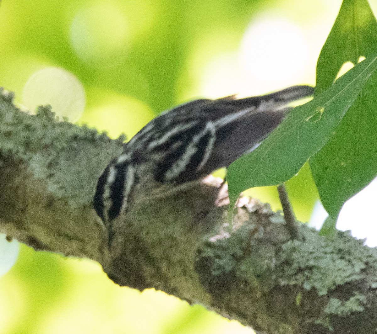 Black-and-white Warbler - ML567217151