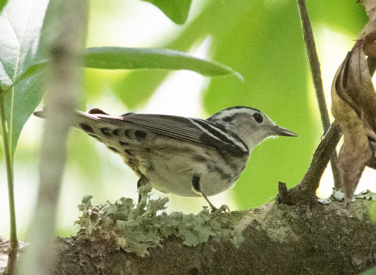 Black-and-white Warbler - ML567217171