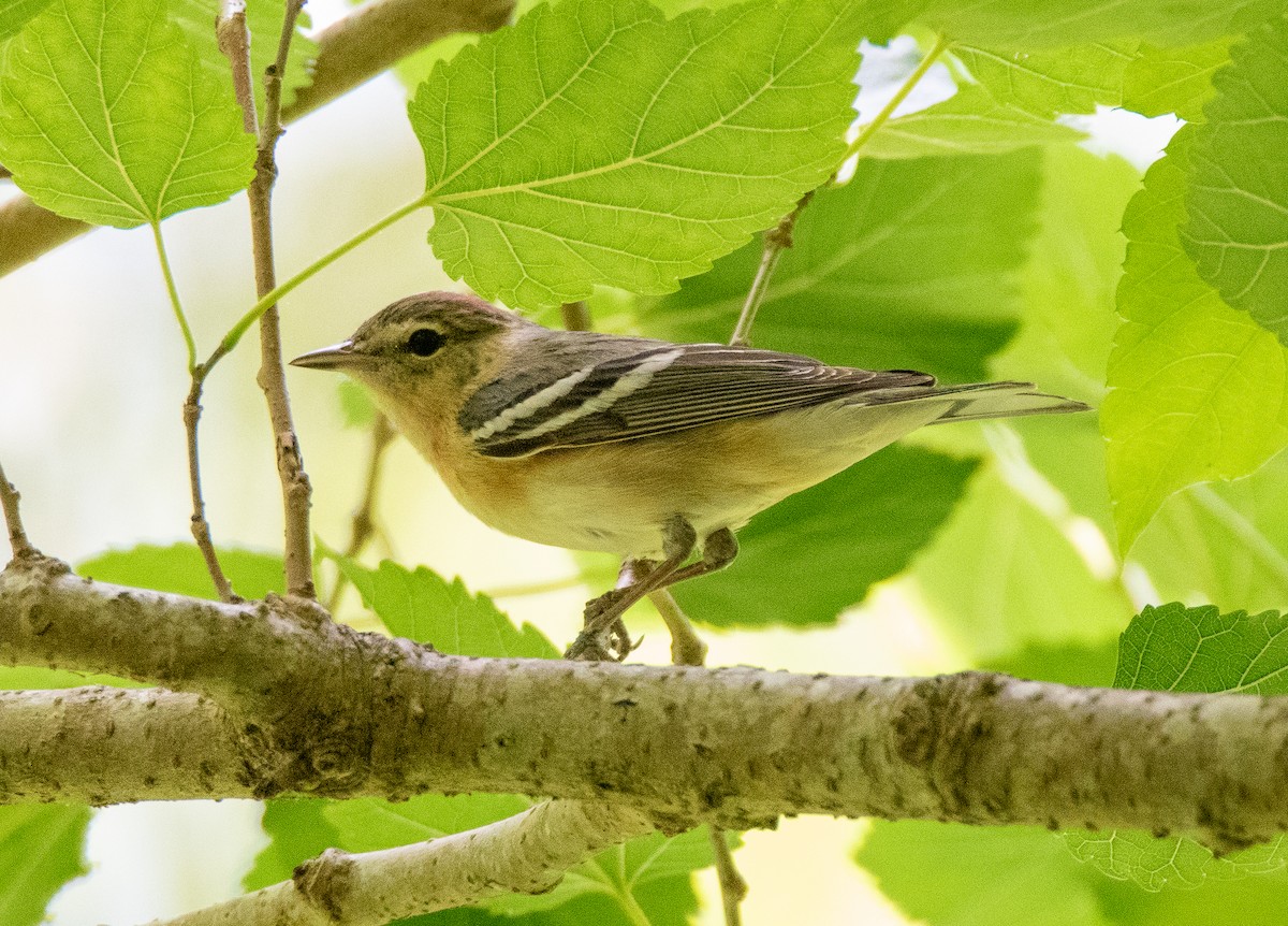 Braunkehl-Waldsänger - ML567217201