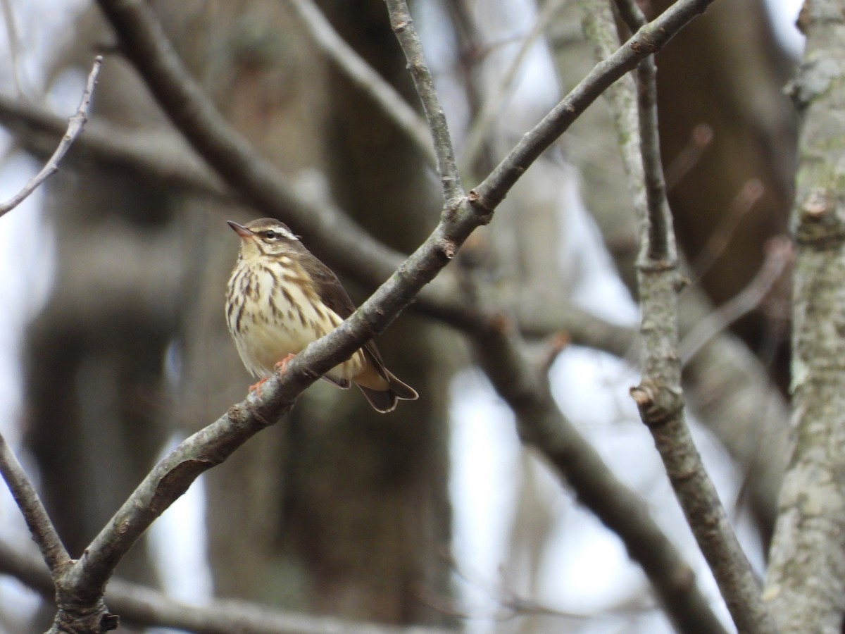 Louisiana Waterthrush - ML567217221