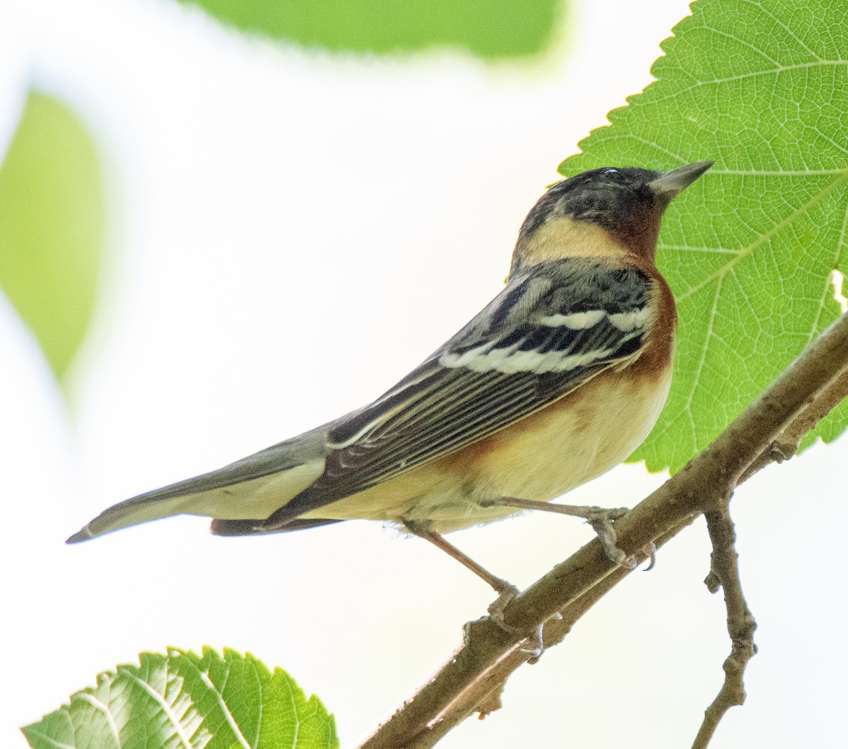 Bay-breasted Warbler - ML567217251