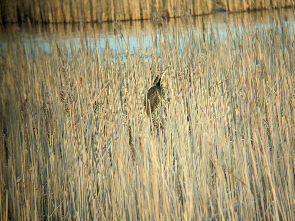 American Bittern - ML567217541