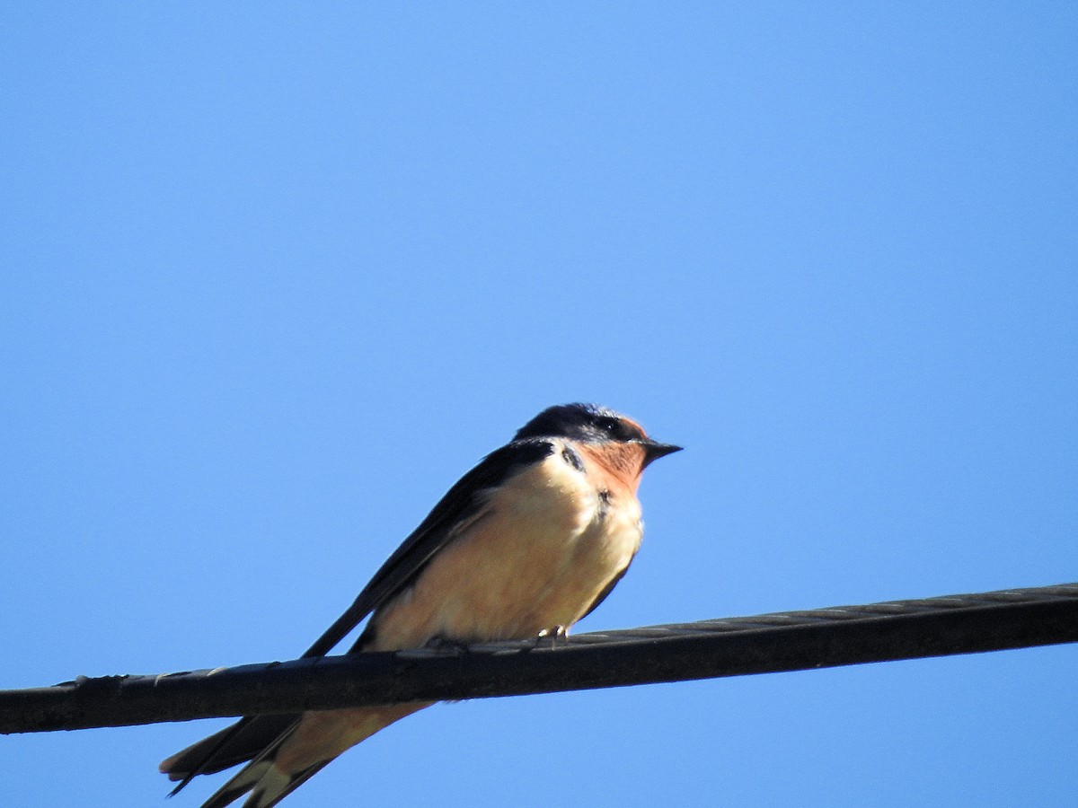 Barn Swallow - ML567217951