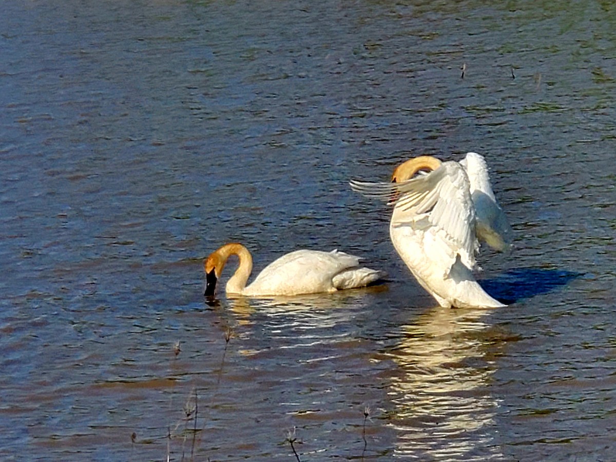 Trumpeter Swan - ML567218021