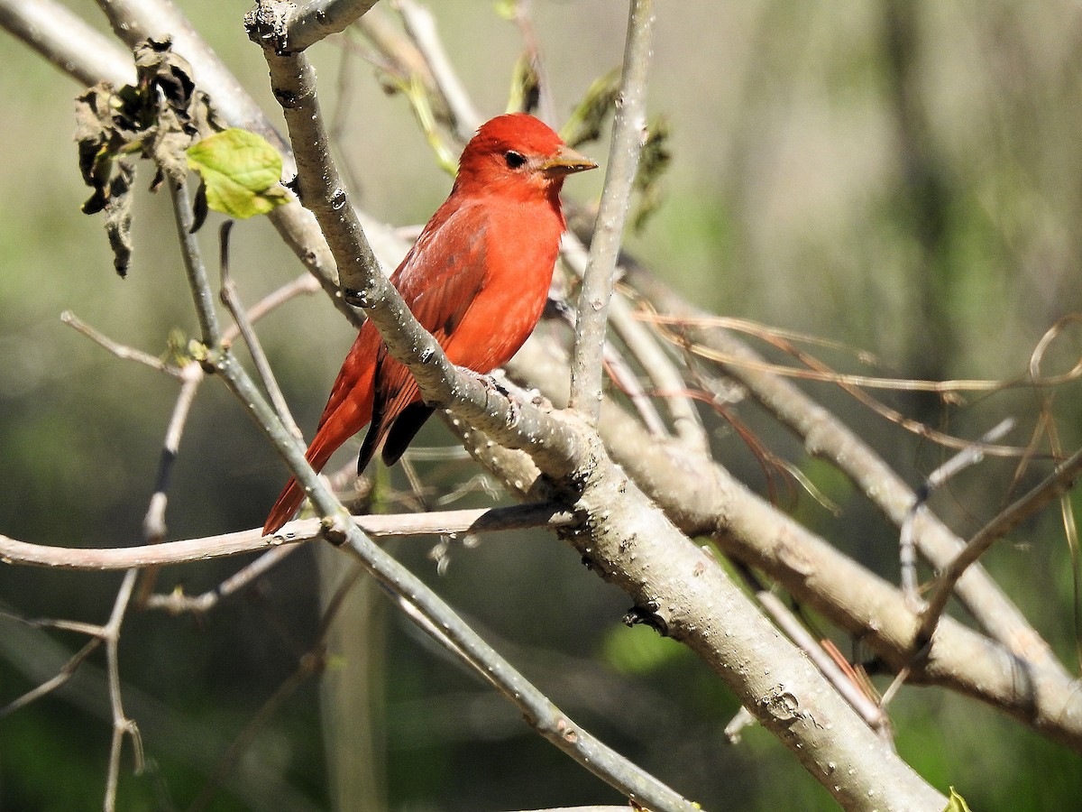 Summer Tanager - Francis Pease