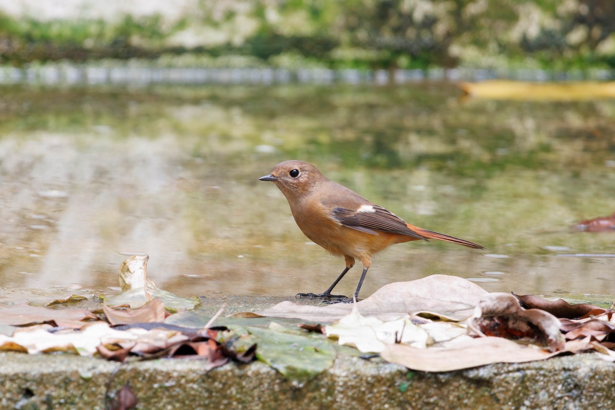 Daurian Redstart - ML567218361