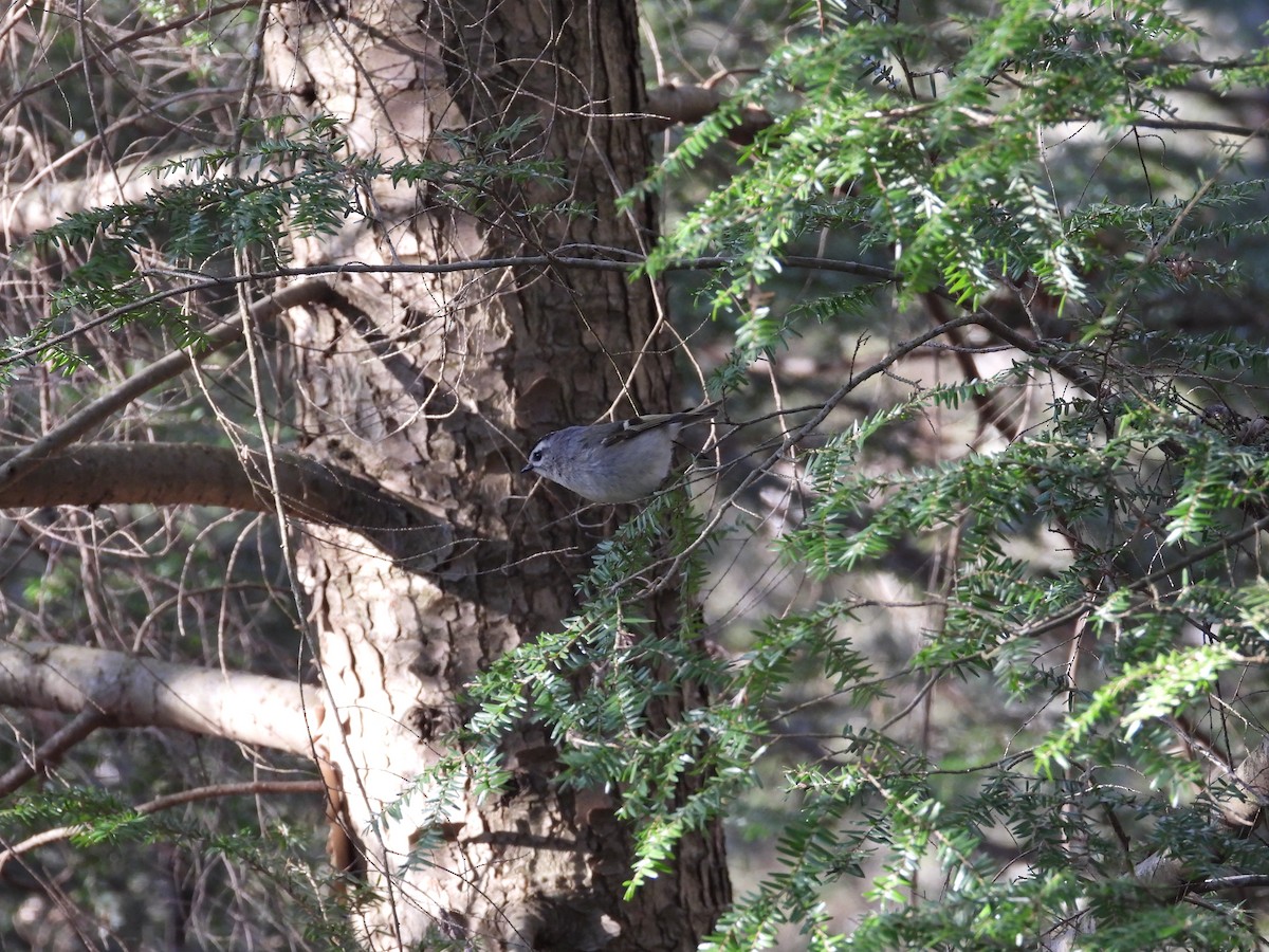 Golden-crowned Kinglet - ML567219091