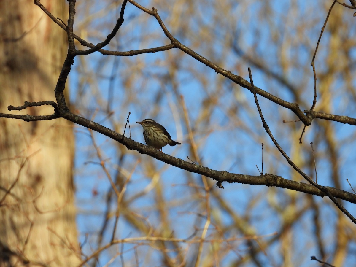 Louisiana Waterthrush - ML567219151