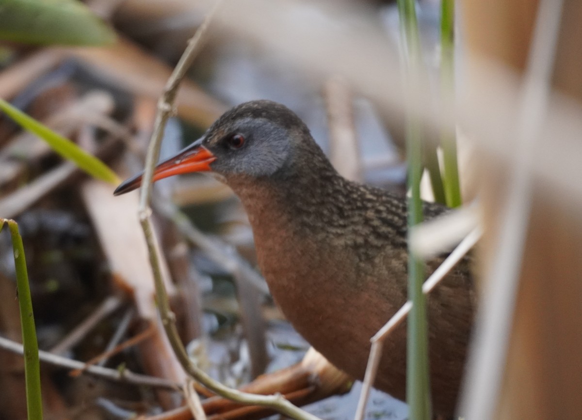 Virginia Rail - ML567219231