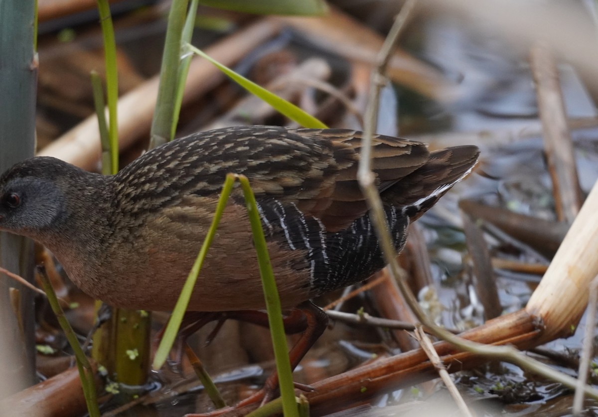 Virginia Rail - ML567219241