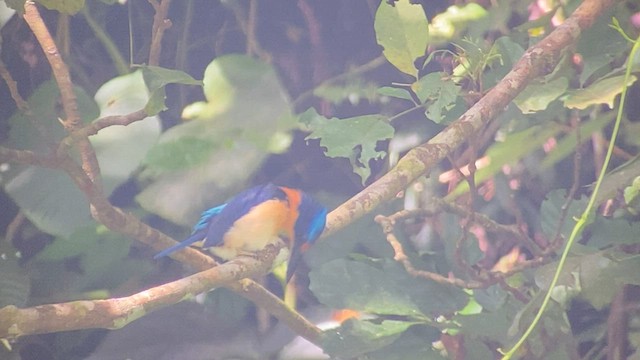 Rufous-lored Kingfisher - ML567221121