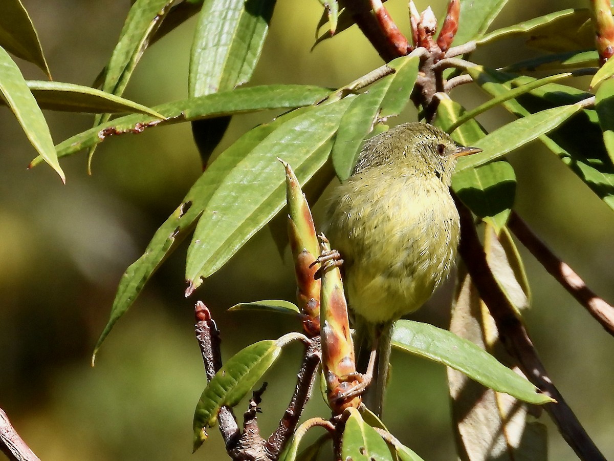 Aberrant Bush Warbler - ML567221371