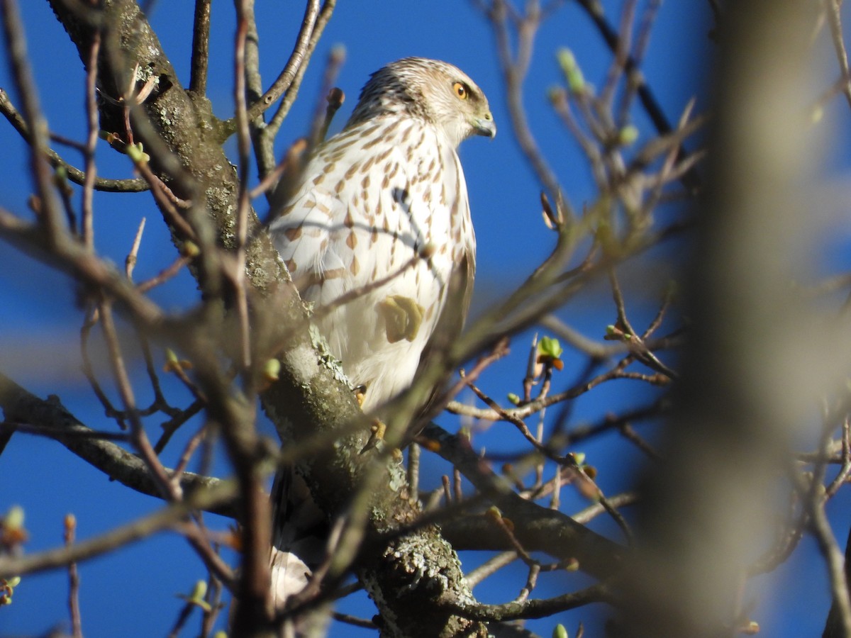 Cooper's Hawk - ML567222291