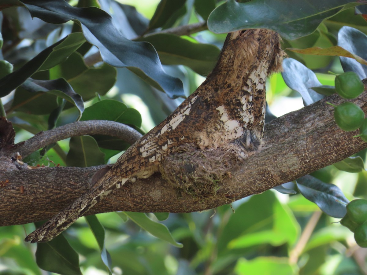 Hodgson's Frogmouth - ML567222751