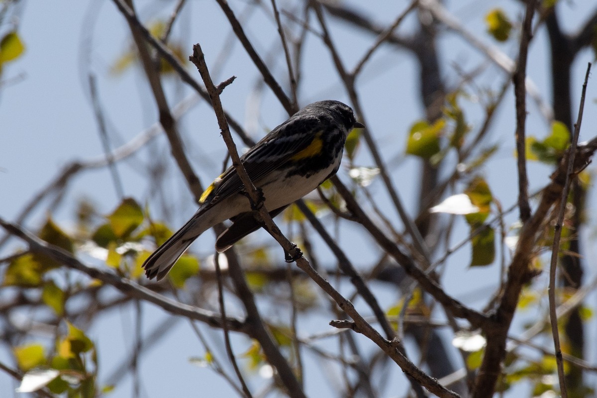 Yellow-rumped Warbler - Chad Remley