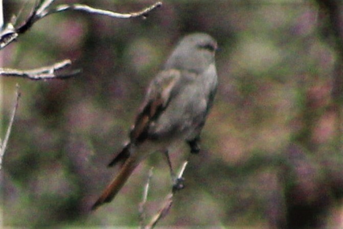 Rufous-webbed Bush-Tyrant - Matías Garrido 🐧