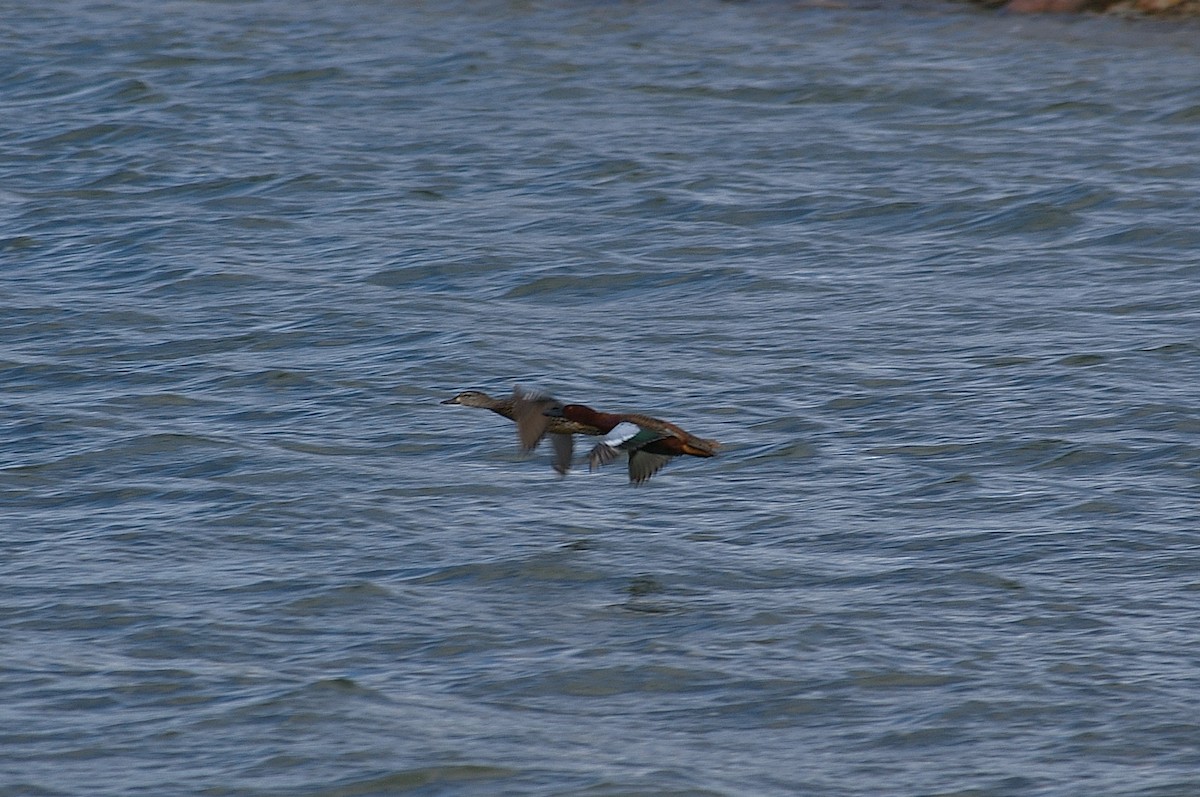 Cinnamon Teal - ML56722551