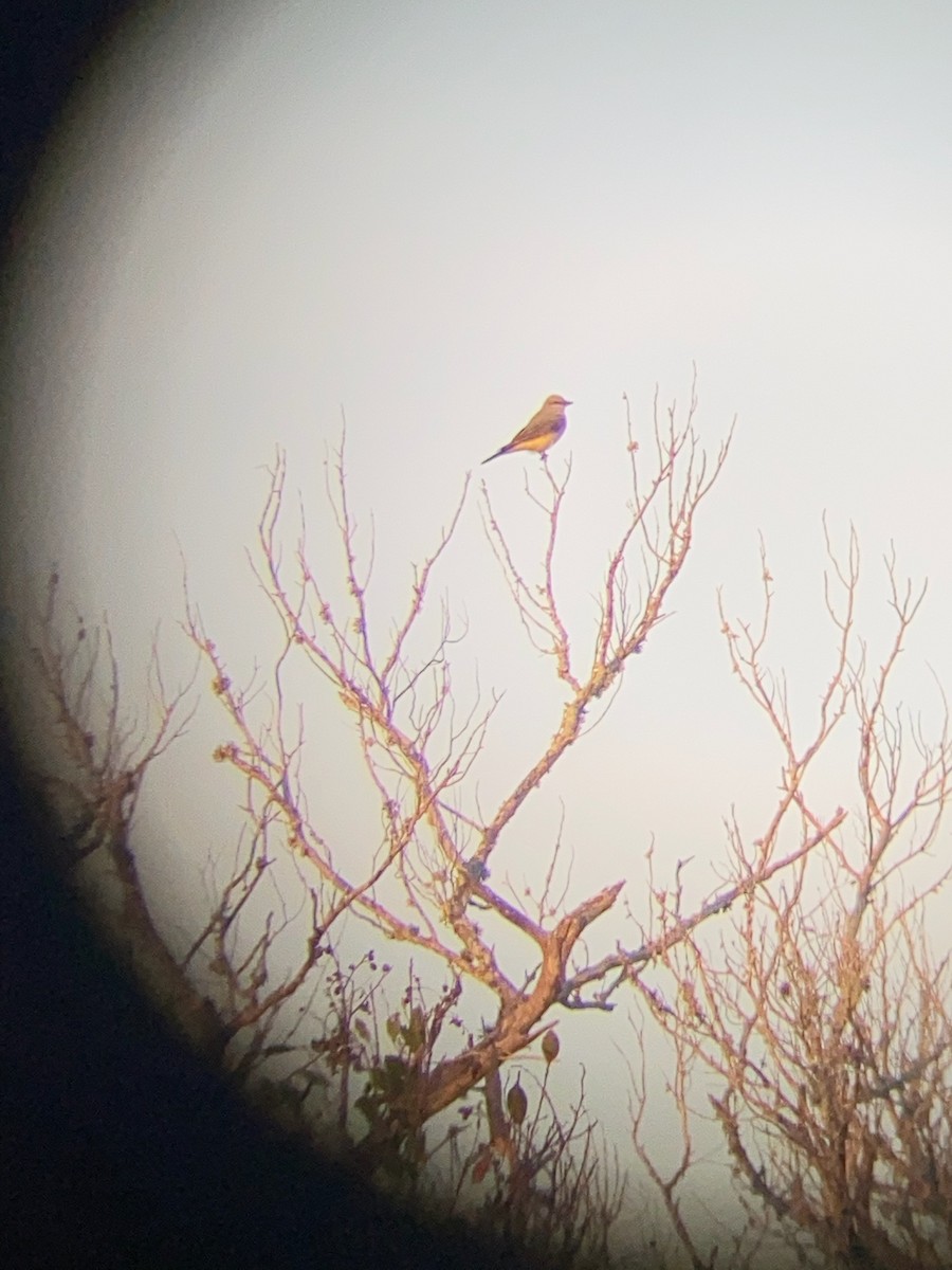 Western Kingbird - ML567225901